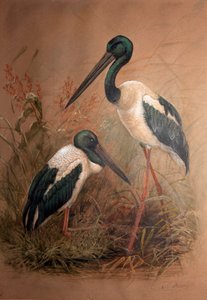 Bocian czarnoszyi (Xenorhynchus australis), 1856-67